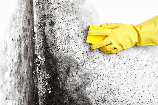 Mold Removal and Inspection in Lavon, TX