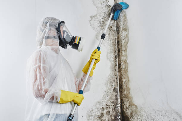 Best Local Mold Removal Service  in Lavon, TX