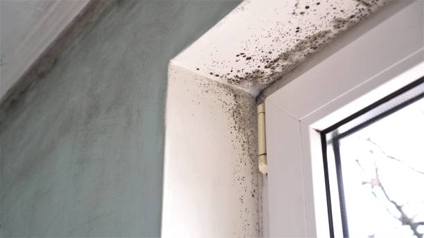 Best Local Mold Removal Service  in Lavon, TX