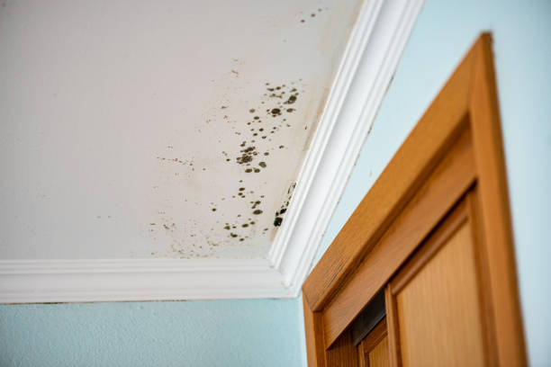 Best Emergency Mold Removal  in Lavon, TX