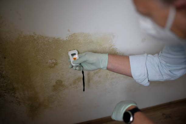 Best Office Mold Removal Services  in Lavon, TX