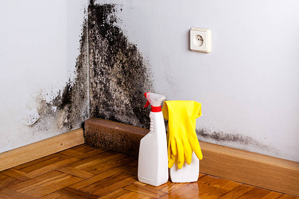 Best Attic Mold Removal  in Lavon, TX