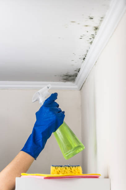 Best Black Mold Removal  in Lavon, TX